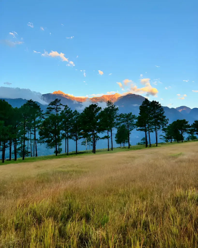 Golden grassland with pine trees and sunlit mountains at Dong Valley, Arunachal Pradesh