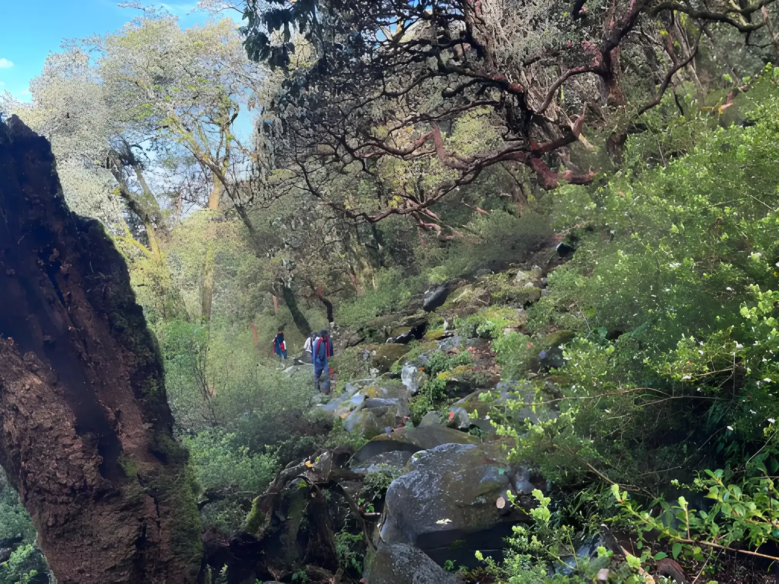 Hikers walking through a lush forest with moss-covered rocks and towering trees on the Mount Saramati trek in Nagaland