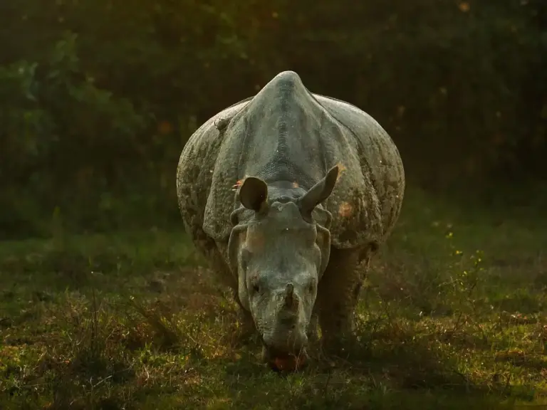 One-horned rhinoceros grazing in the wild at Kaziranga National Park, Assam
