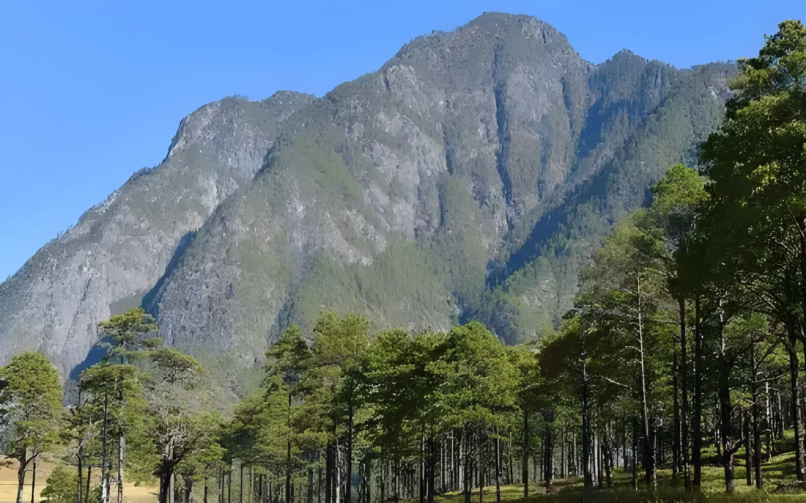 Majestic mountain view with pine trees in Dong Valley, Arunachal Pradesh