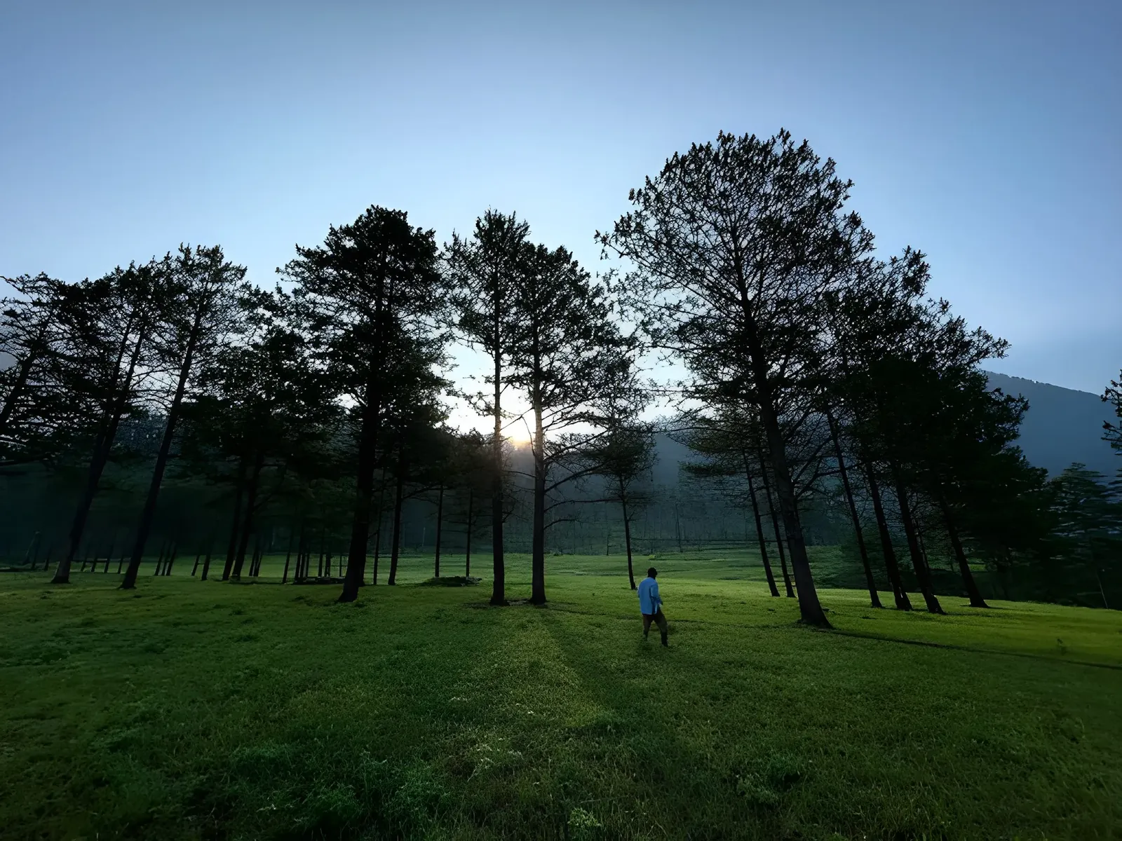 Morning light filtering through tall pine trees in Dong Valley, Arunachal Pradesh