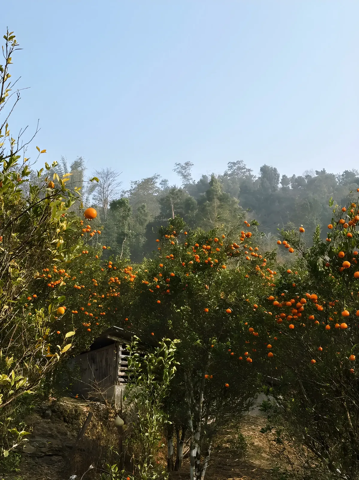 Orange orchard in Dambuk, Arunachal Pradesh