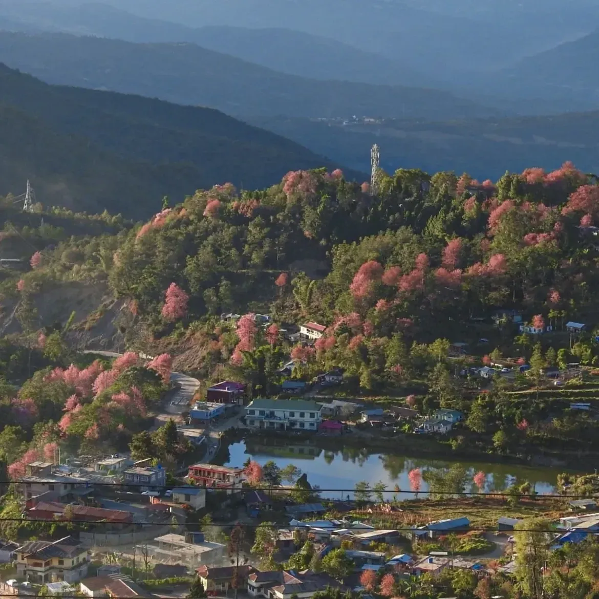 Scenic view of Pfutsero with blooming cherry blossoms in Nagaland