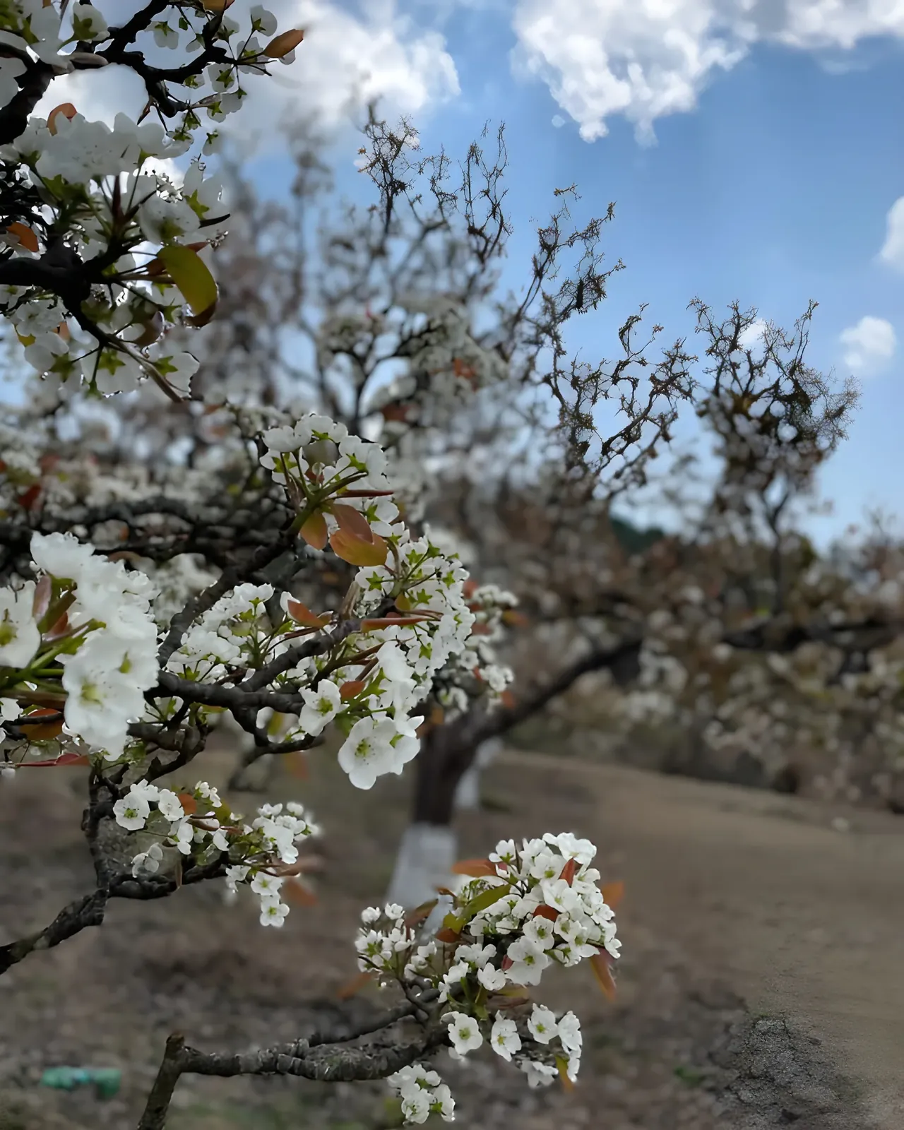Shergaon apple orchards in bloom, Arunachal Pradesh
