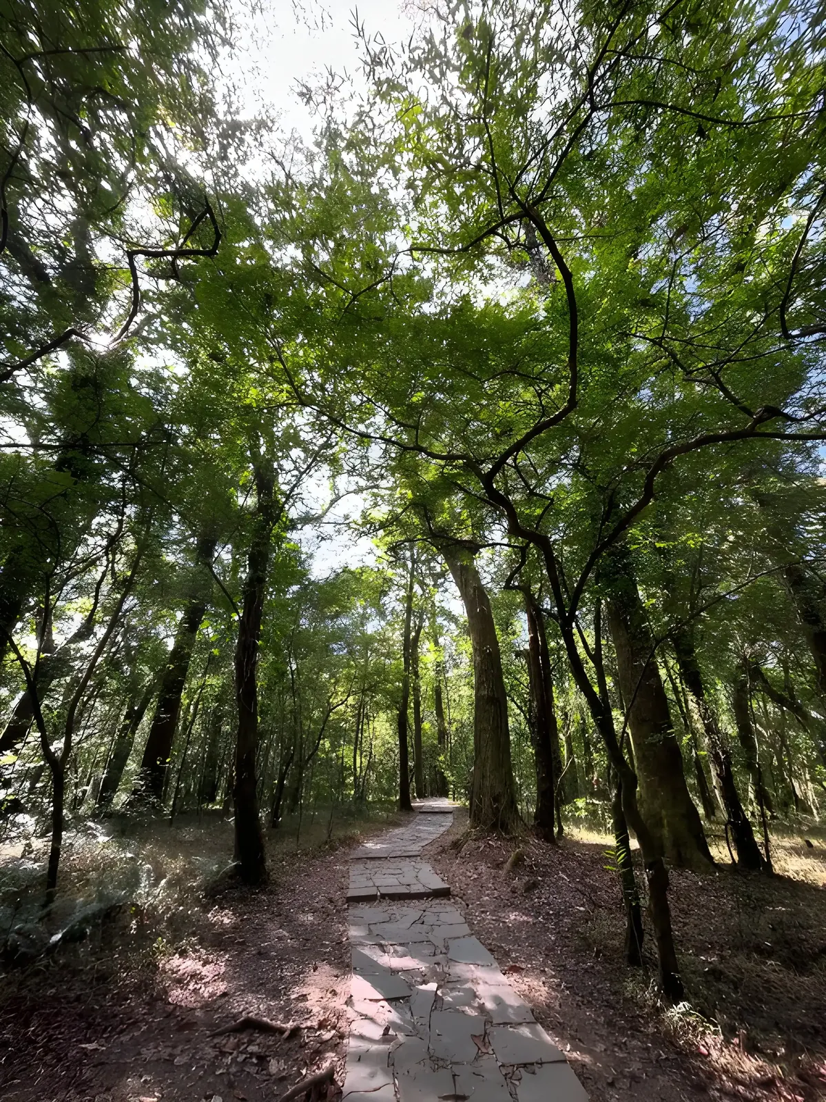Stone pathway beneath the lush forest canopy of Sacred Grove, Meghalaya