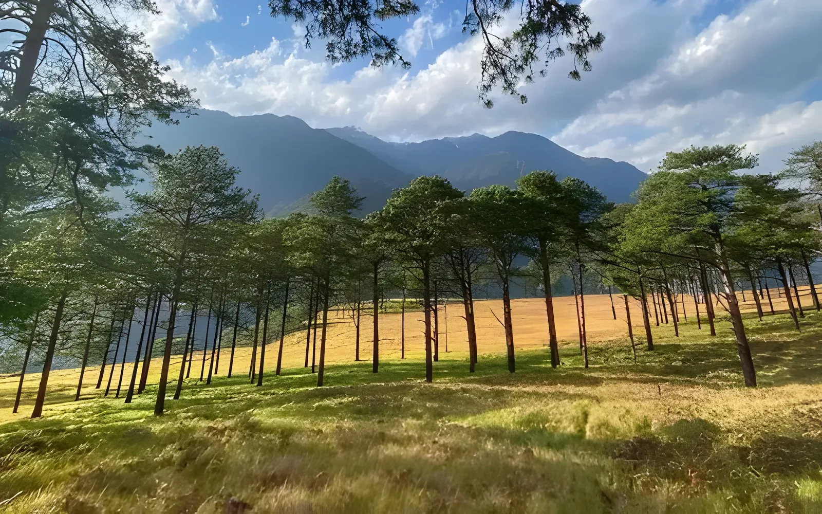 Sunlit pine forest with mountain backdrop in Dong Valley, Arunachal Pradesh