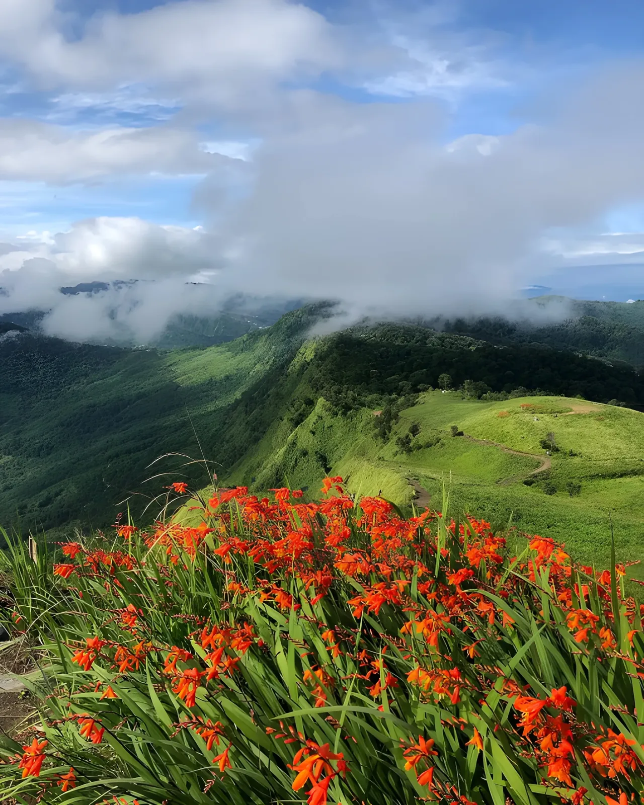 Wildflowers overlooking misty green hills at Kapamodzu Peak